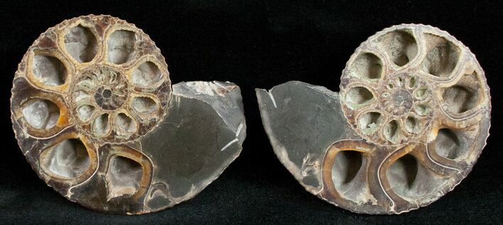 Sliced Hoploscaphites Brevis Ammonite - #12098